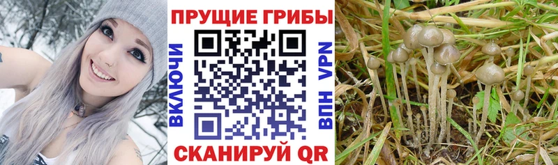 Псилоцибиновые грибы Cubensis kraken вход Кстово